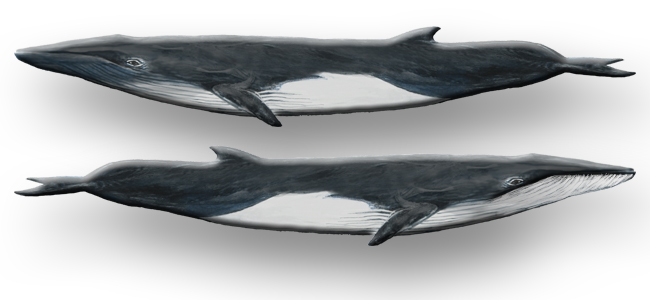 Balaenoptera physalus