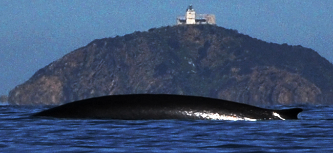 Balaenoptera physalus
