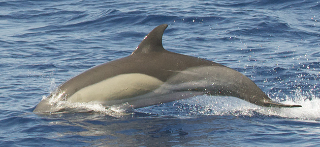 Emersione Delfino comune
