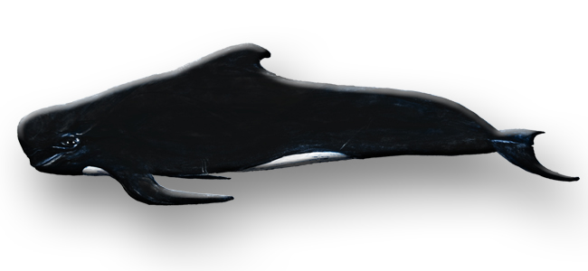 pilot whale drawing