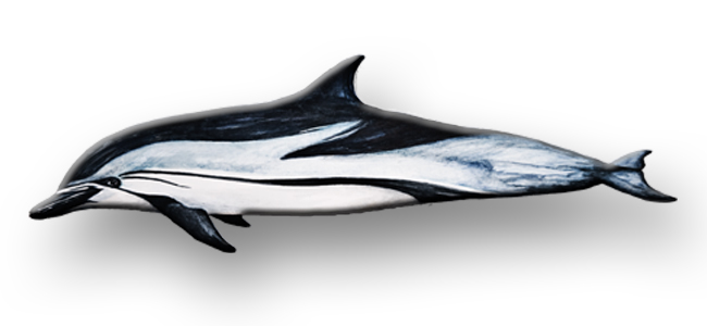 Striped dolphin