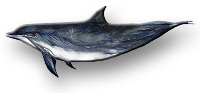 Tursiops truncatus