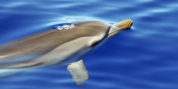 Anatomia del nuoto cetacei