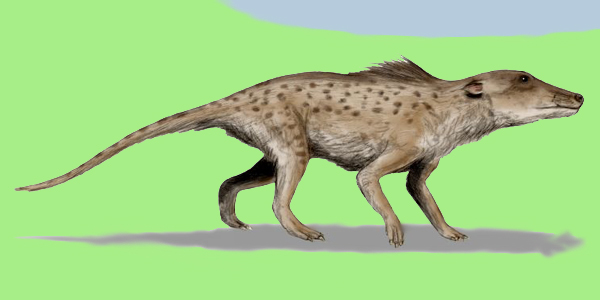Evoluzione cetacei Pakicetus