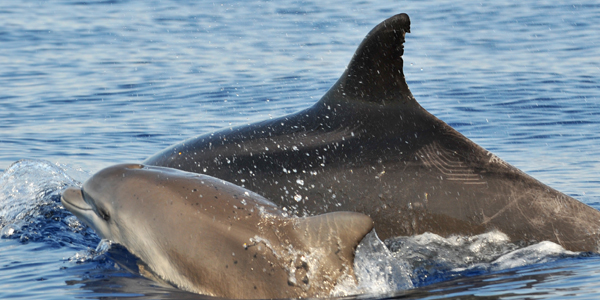 Mamma e piccolo di delfino