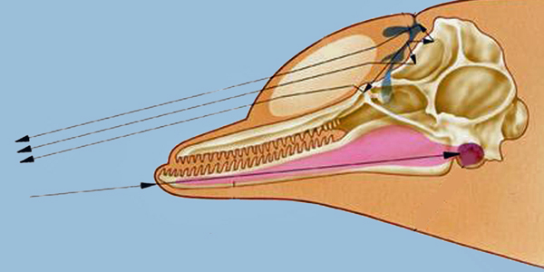 Biosonar cetacei