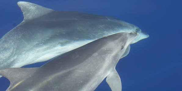 come parlano i delfini