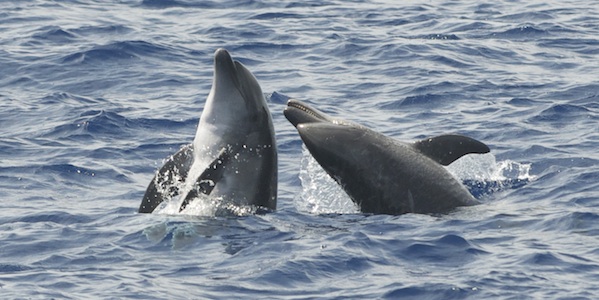 salti tuffi e giochi di delfini in libertà